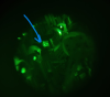 67303_1752589242_beam_in_AOM.png